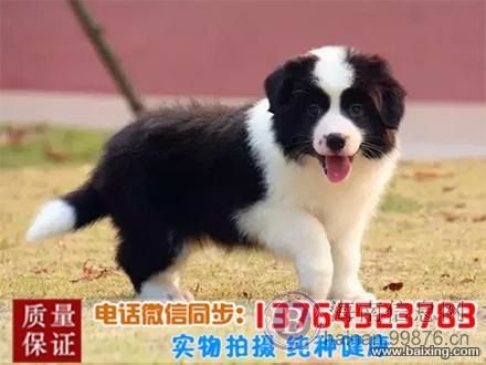 黑白金边陨石智商高边境牧羊犬幼犬松狮活体宠物狗狗